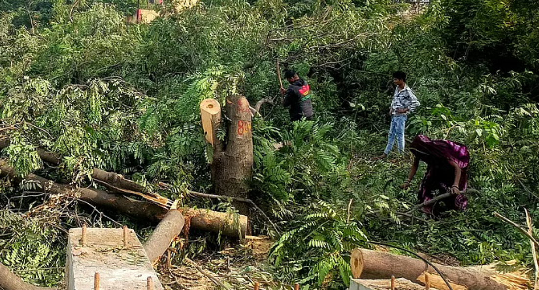 एक पेड़ माँ के नाम सिर्फ बरगलाना ? अब भोपाल – अयोध्या बायपास पर पेड़ कटाई के खिलाफ लोग सड़कों पर ..